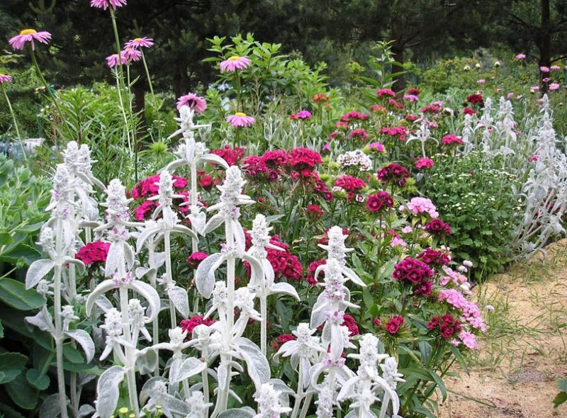 Как правильно: Сделать цветник из многолетников на скорую руку