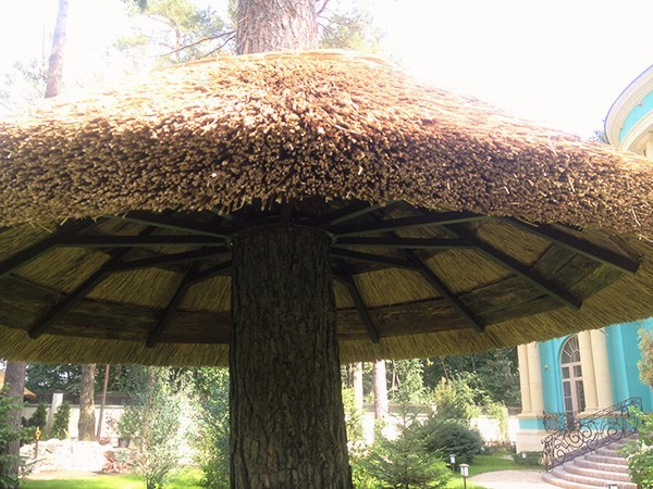 БЕСЕДКА ВОКРУГ ЖИВОГО ДЕРЕВА. СОЛОМЕННАЯ КРЫША. ДЕРЕВНЯ КОРОВИНО.