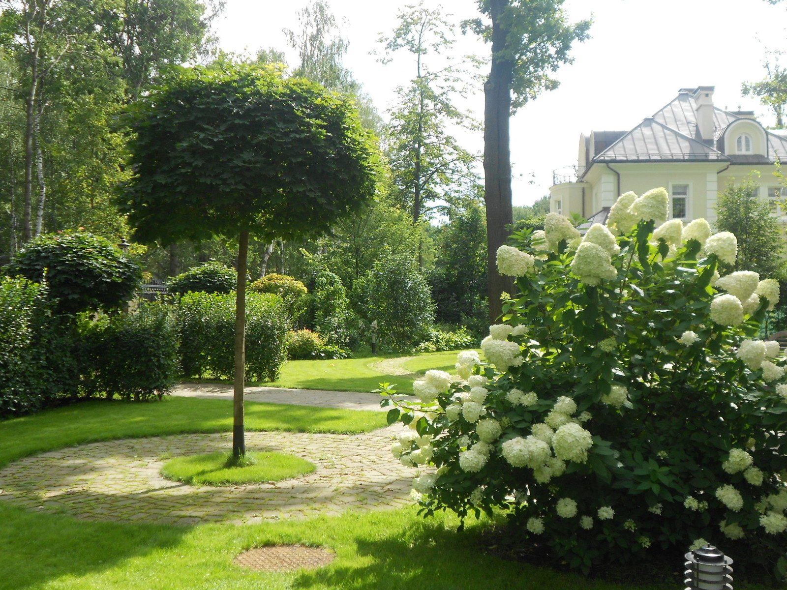 Вопрос: Как правильно выращивать гортензию