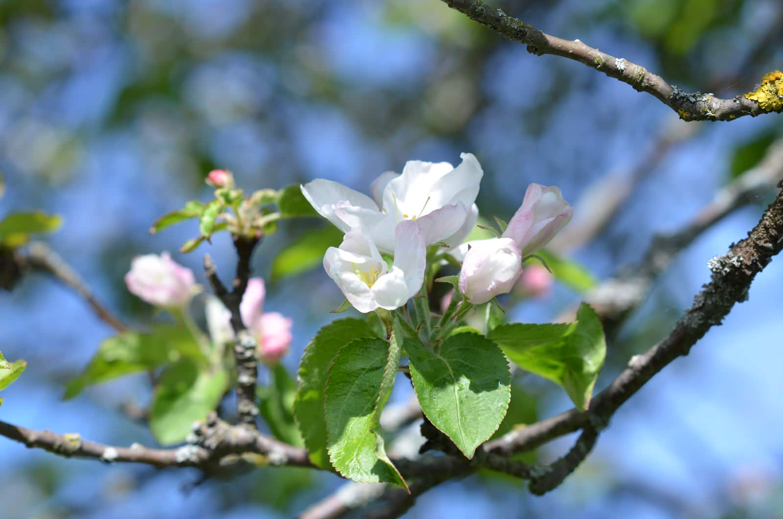 Дизайн-дебаты: О чем спорить с соседями, если ты садовод