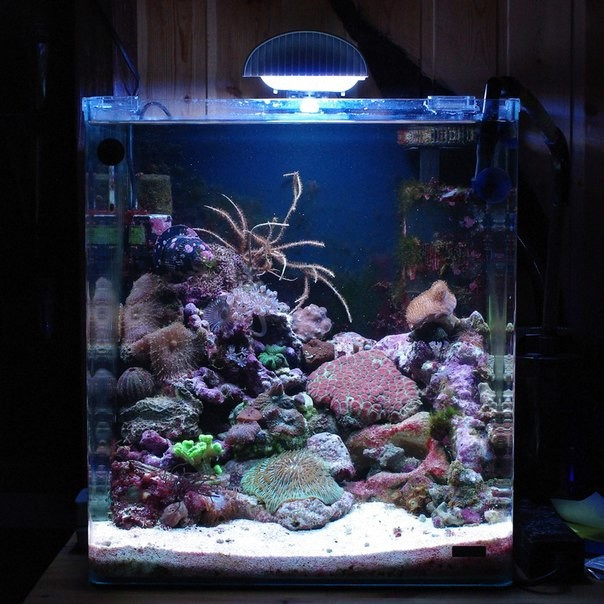 Обложка проекта: Морской аквариум