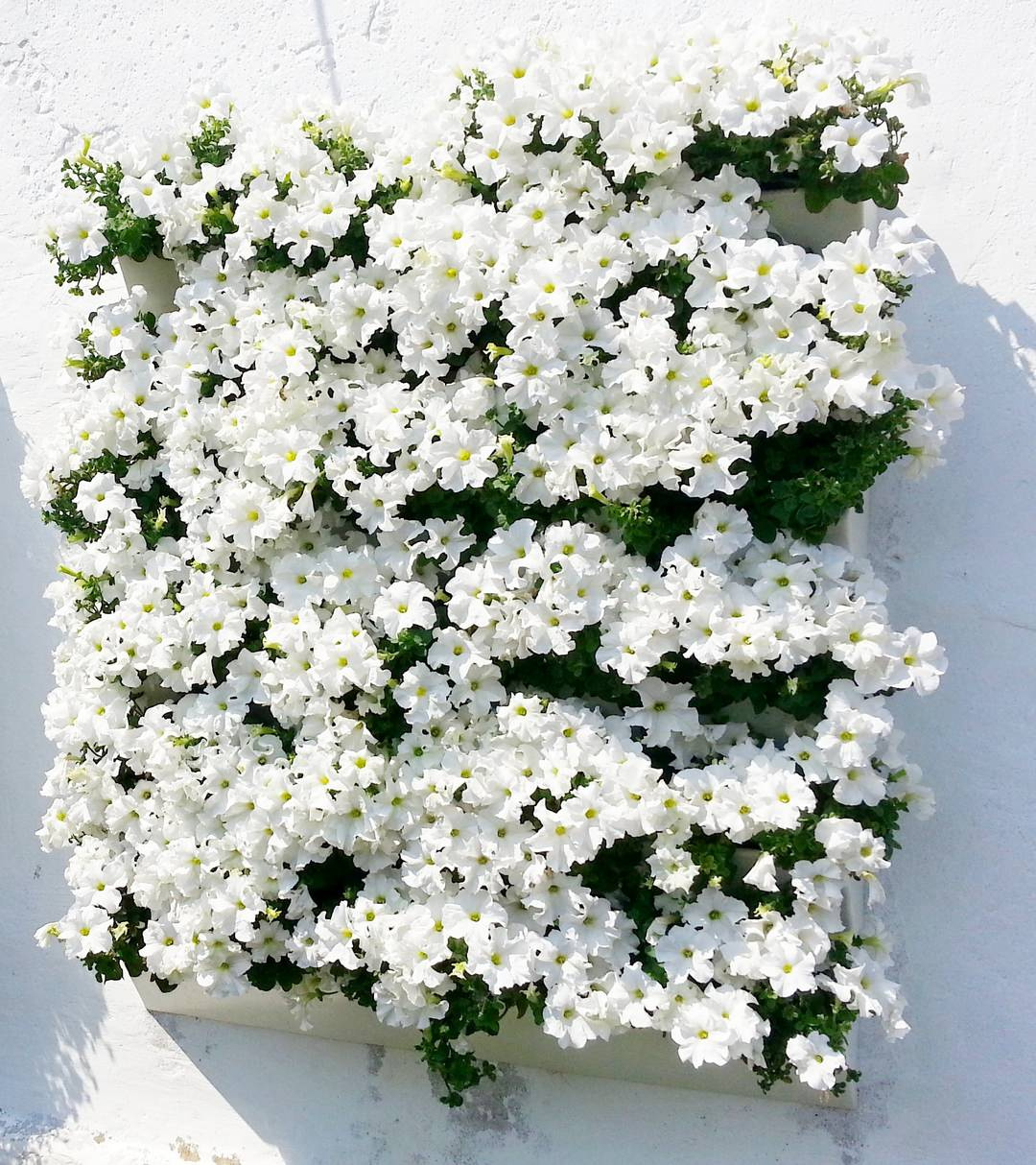 Стена из цветов своими руками. Модуль GREEN COVER 21