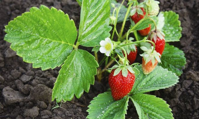 Вертикальная клубника. Фитомодуль для создания вертикальных грядок.