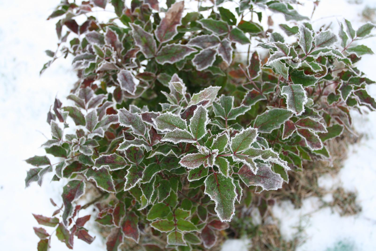 Репинские Усадьбы