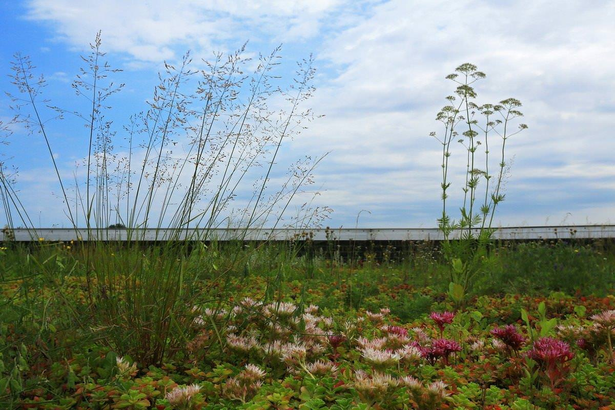 Обложка альбома: зелёные кровли