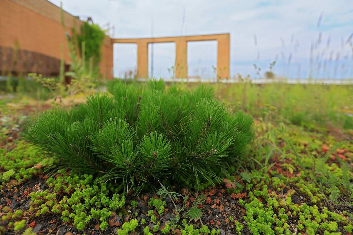 Сад на крыше