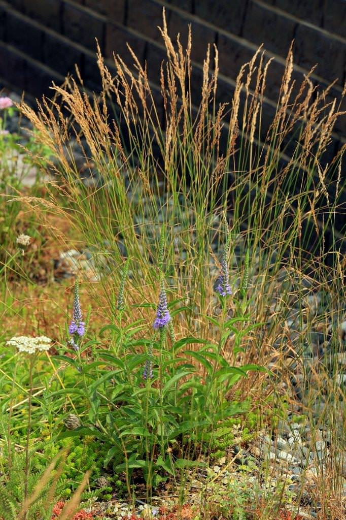 Сад на крыше