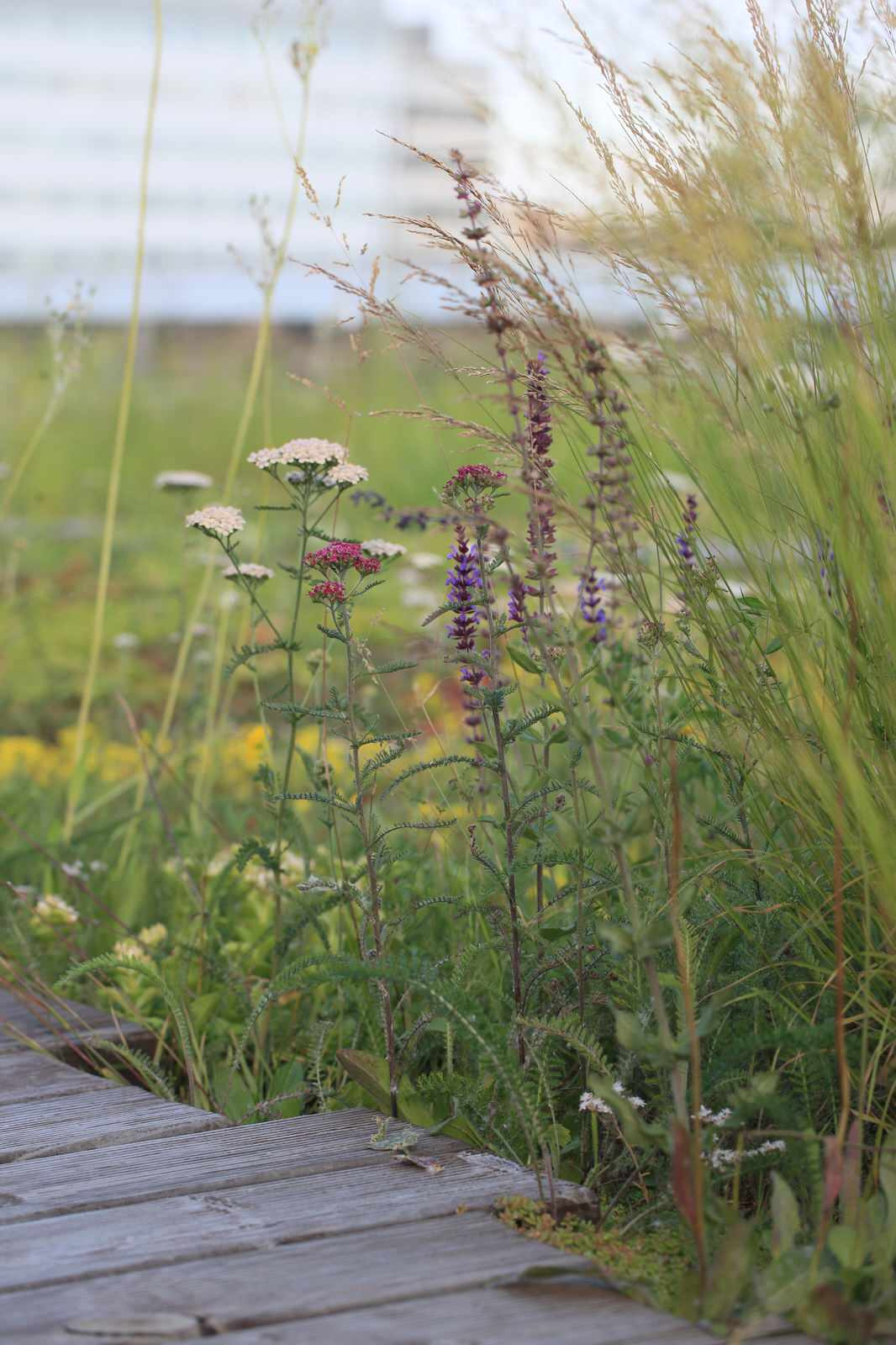 Сад на крыше