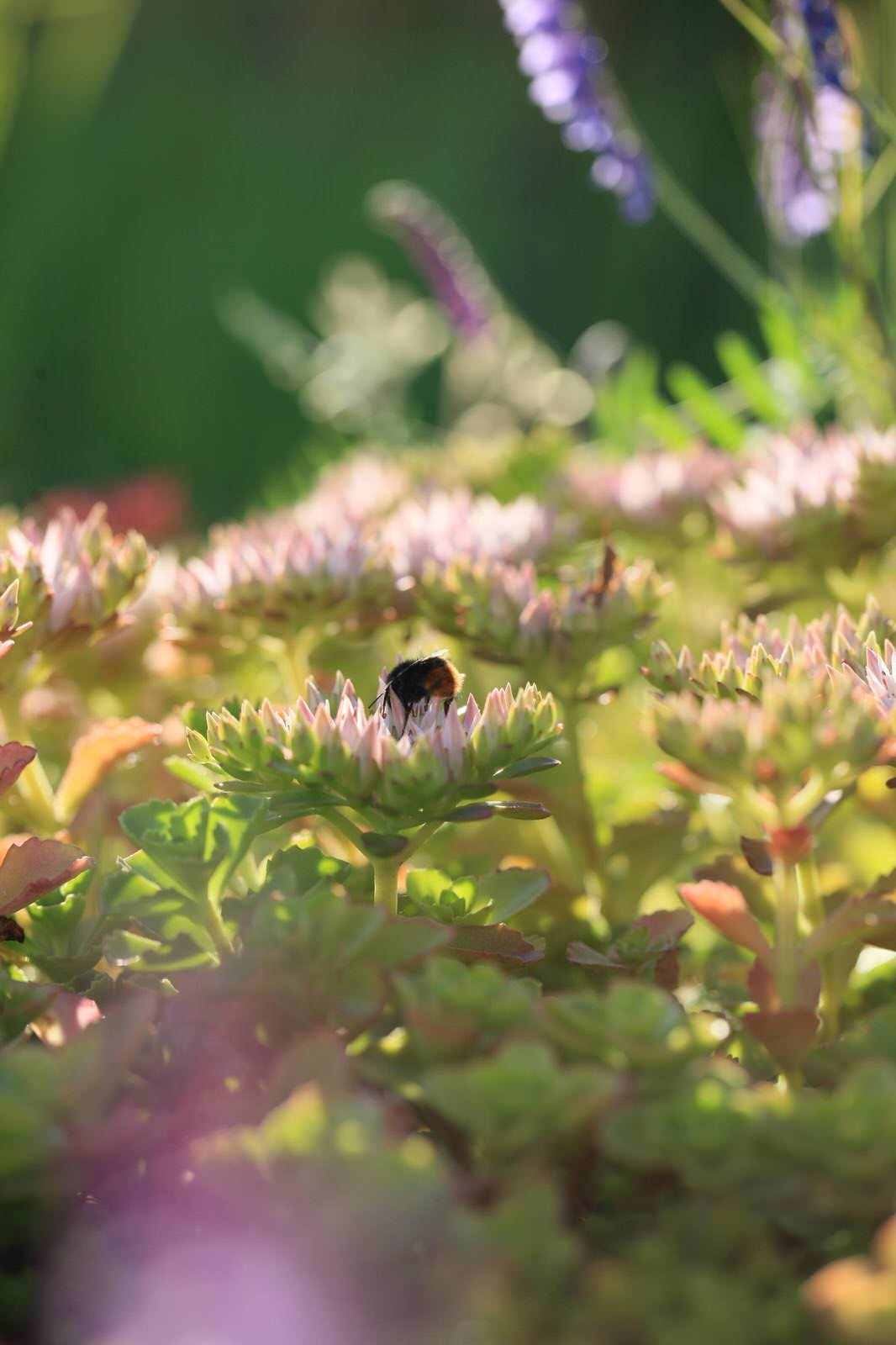 Сад на крыше