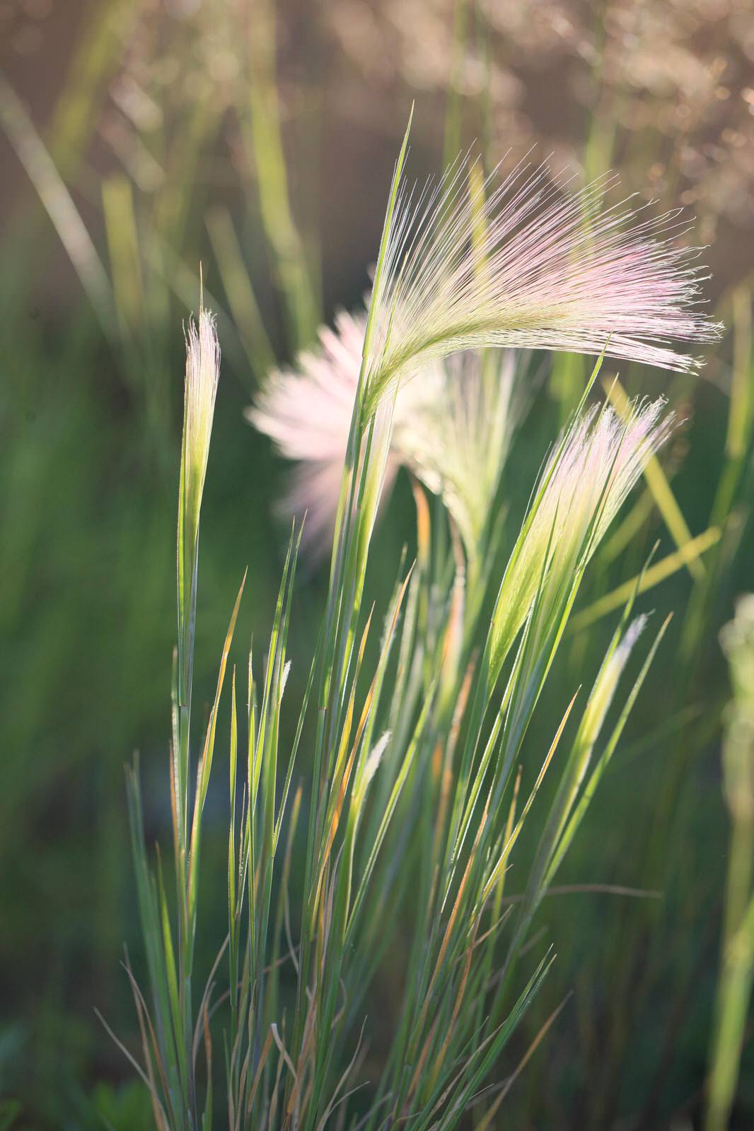 Сад на крыше