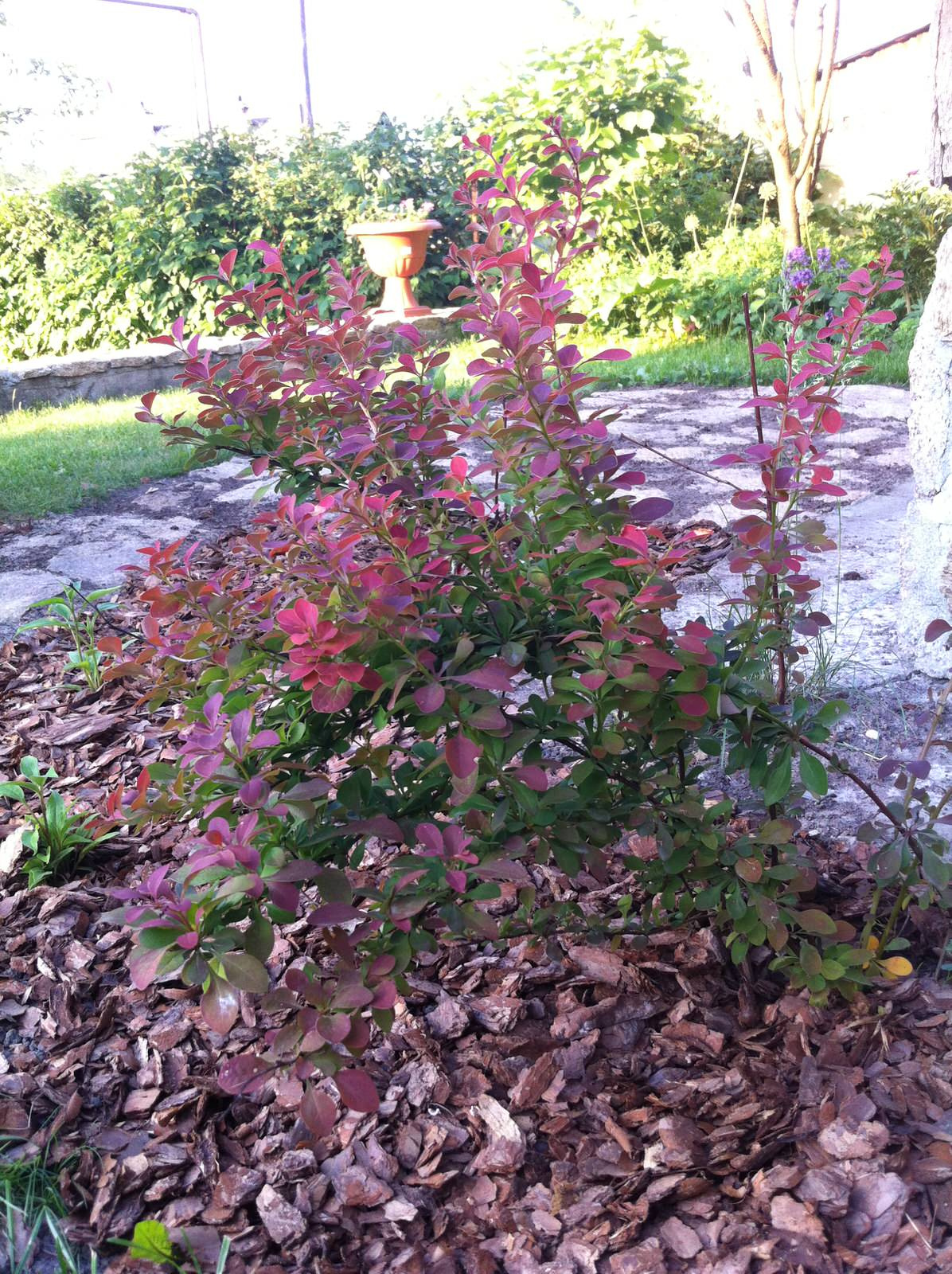 Сад на склоне. Реализация 2016 год