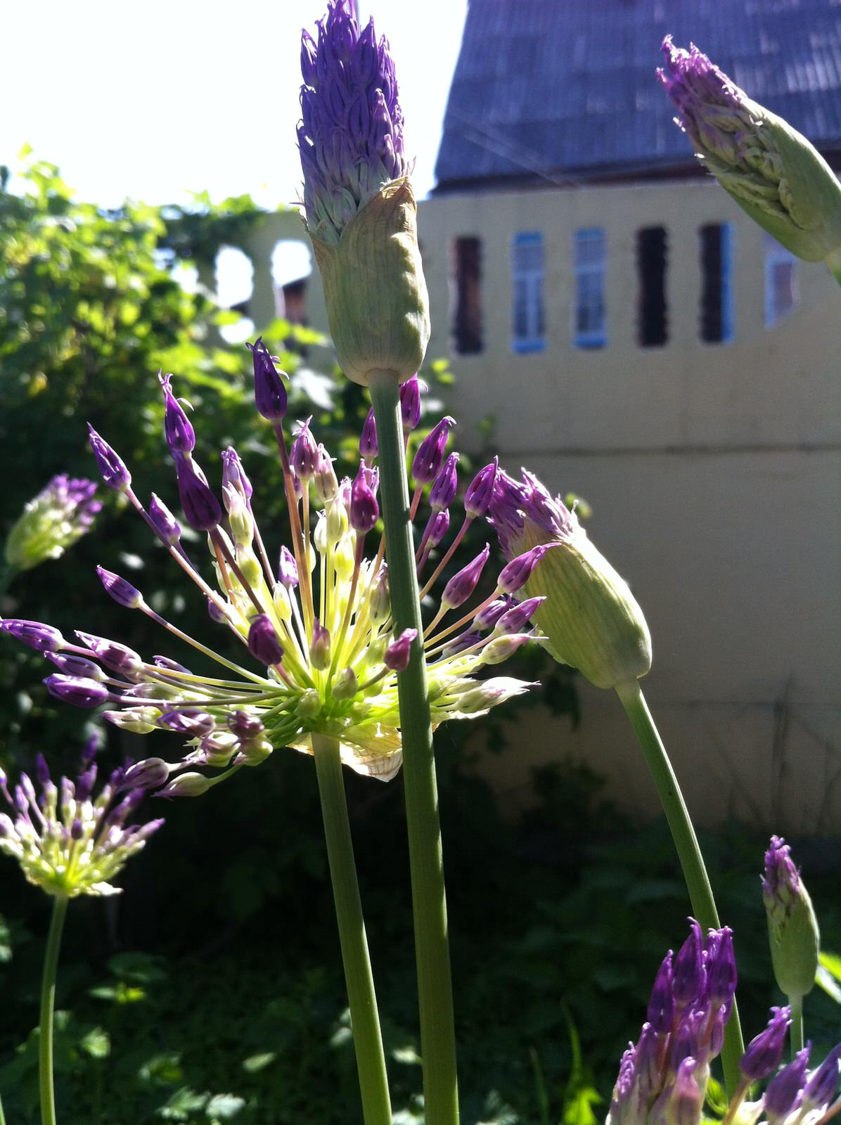 Сад на склоне. Реализация 2016 год