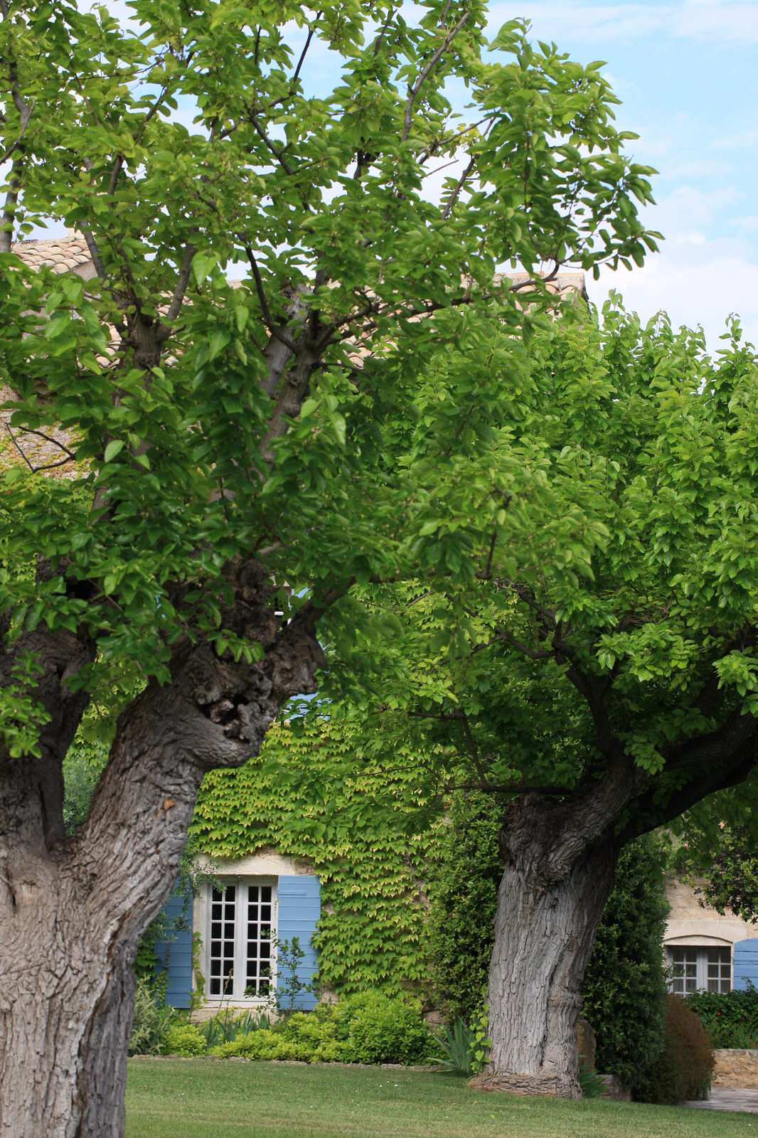 Красивый сад