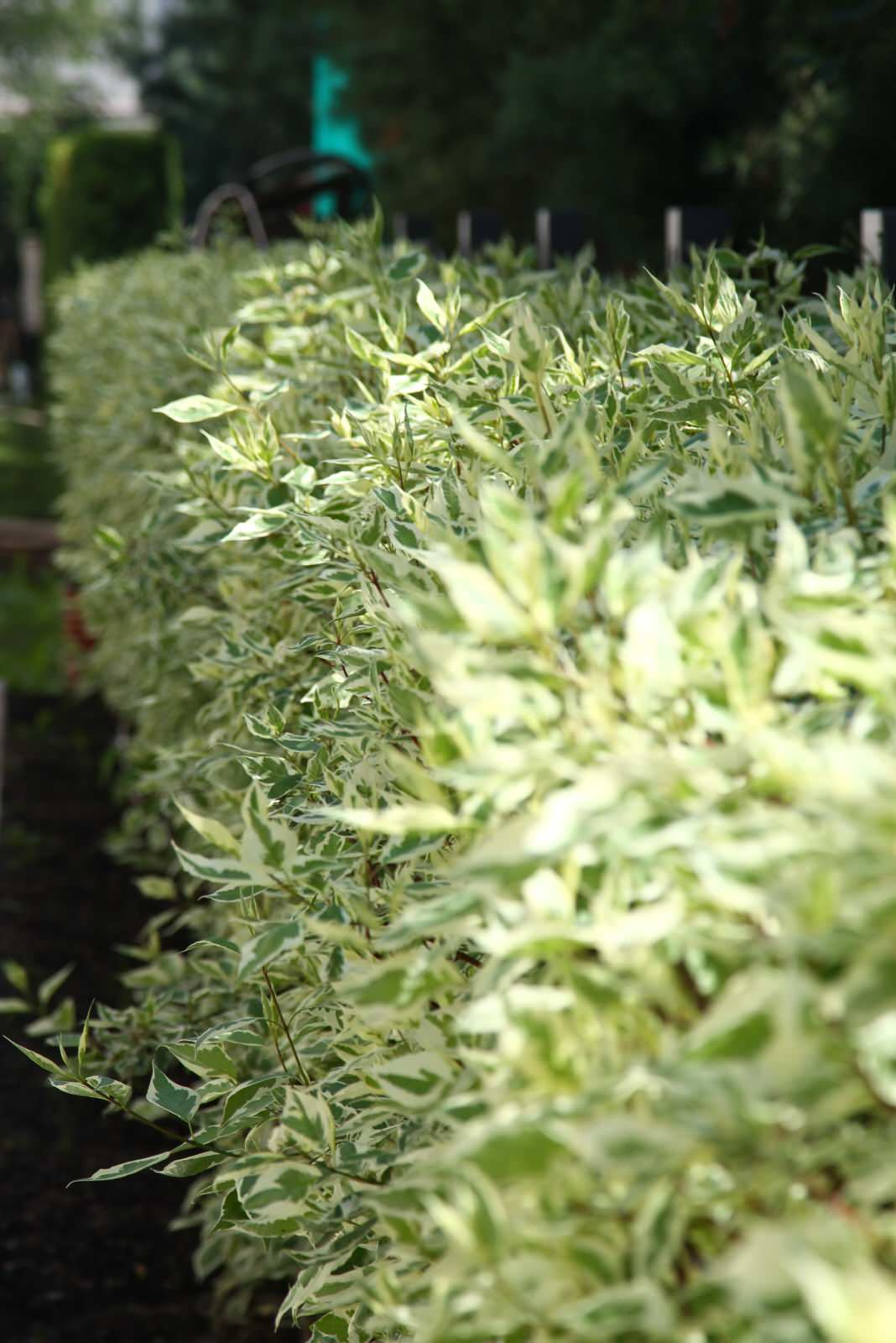 GARDENMARINE Олег Авдонин, Наталья Пышкова