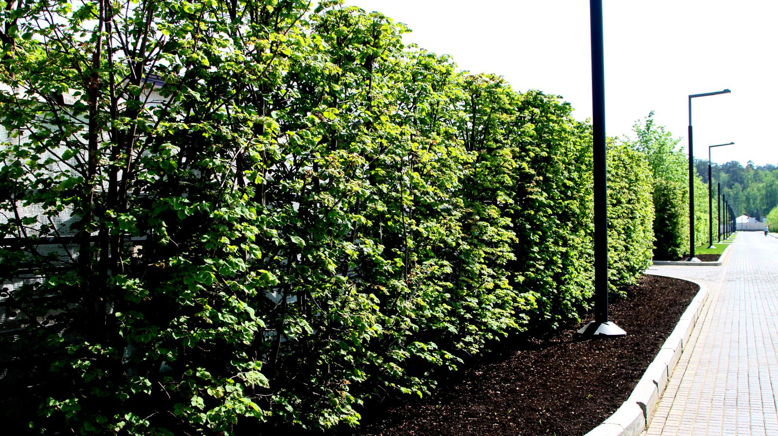 Обложка проекта: Жуковка