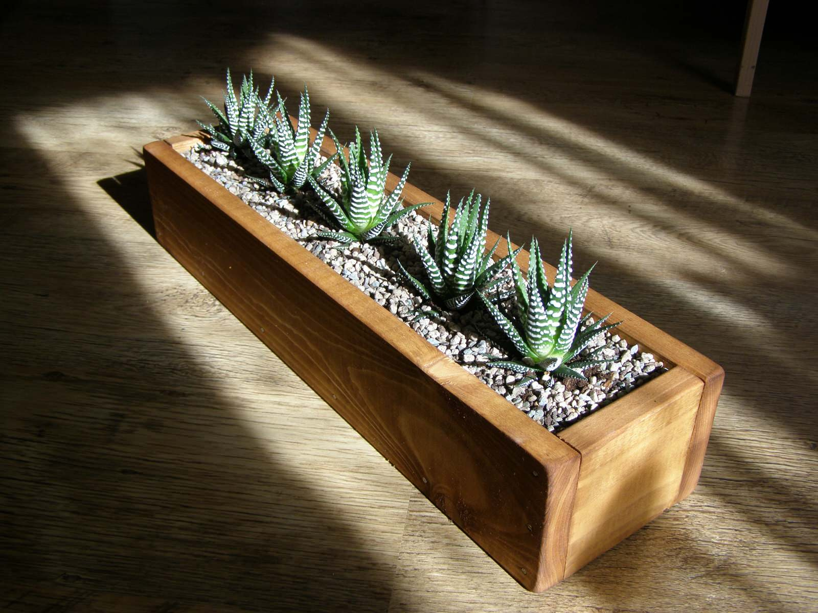 Композиции с комнатными растениями