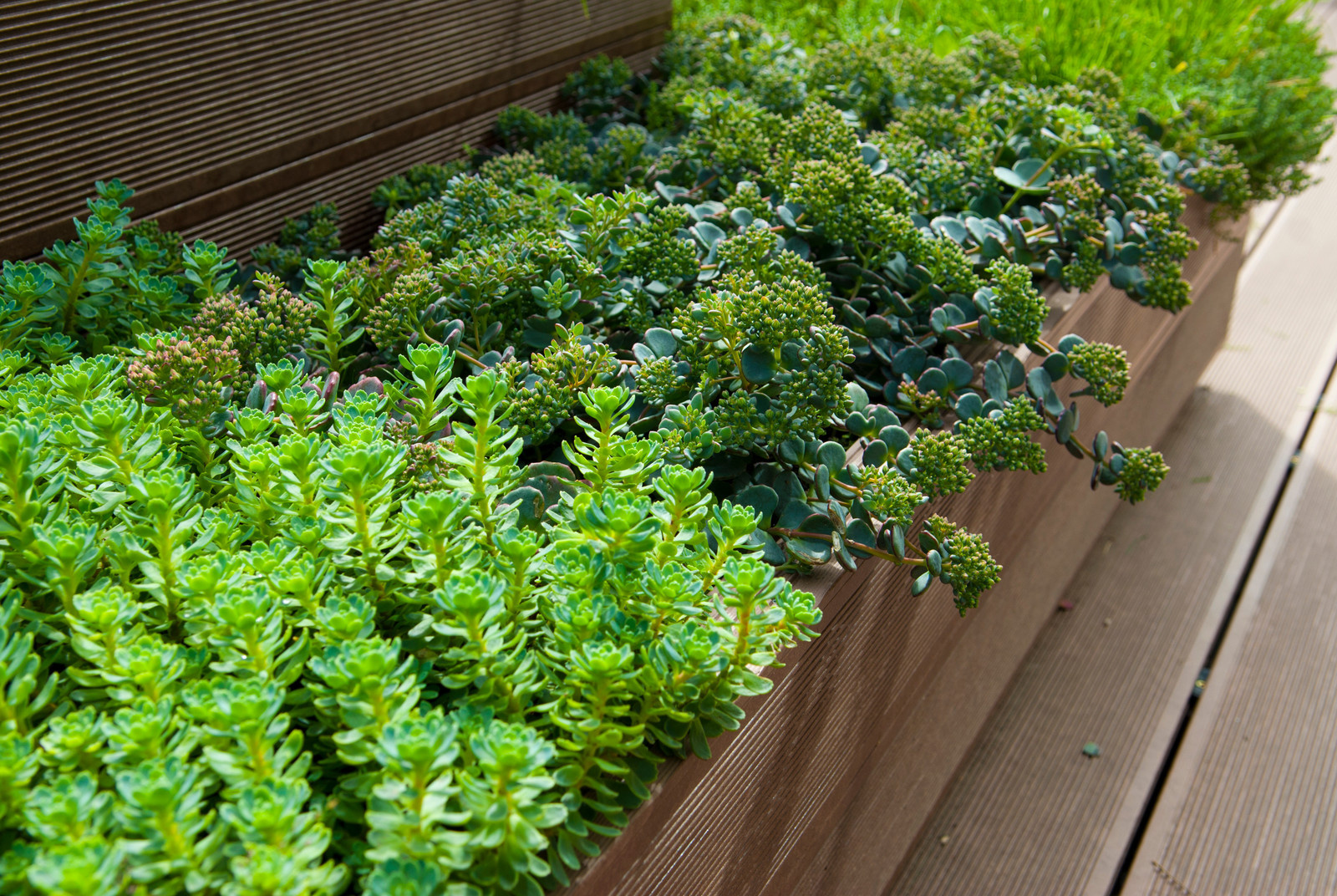 Геометрия в саду