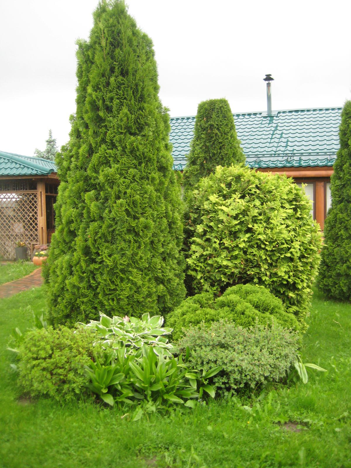 Хвойная идиллия