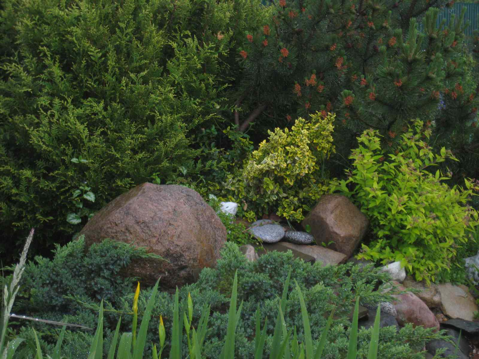 Хвойная идиллия