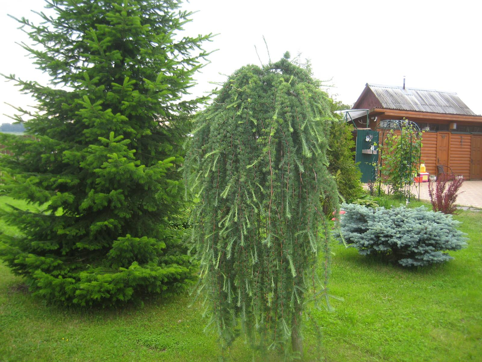 Хвойная идиллия