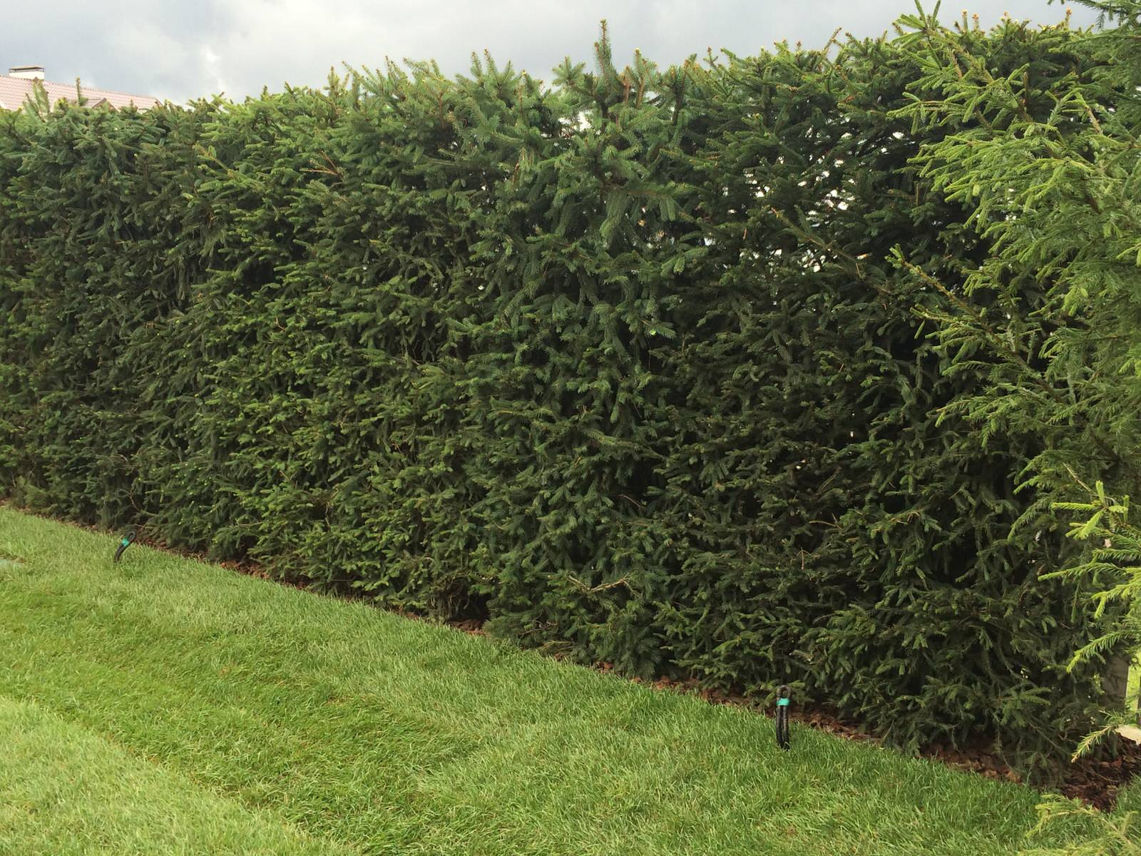 В закладки: Топ-10 растений для формованных изгородей