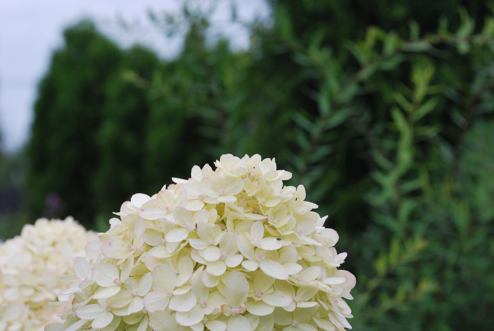 Вопрос: Как правильно выращивать гортензию