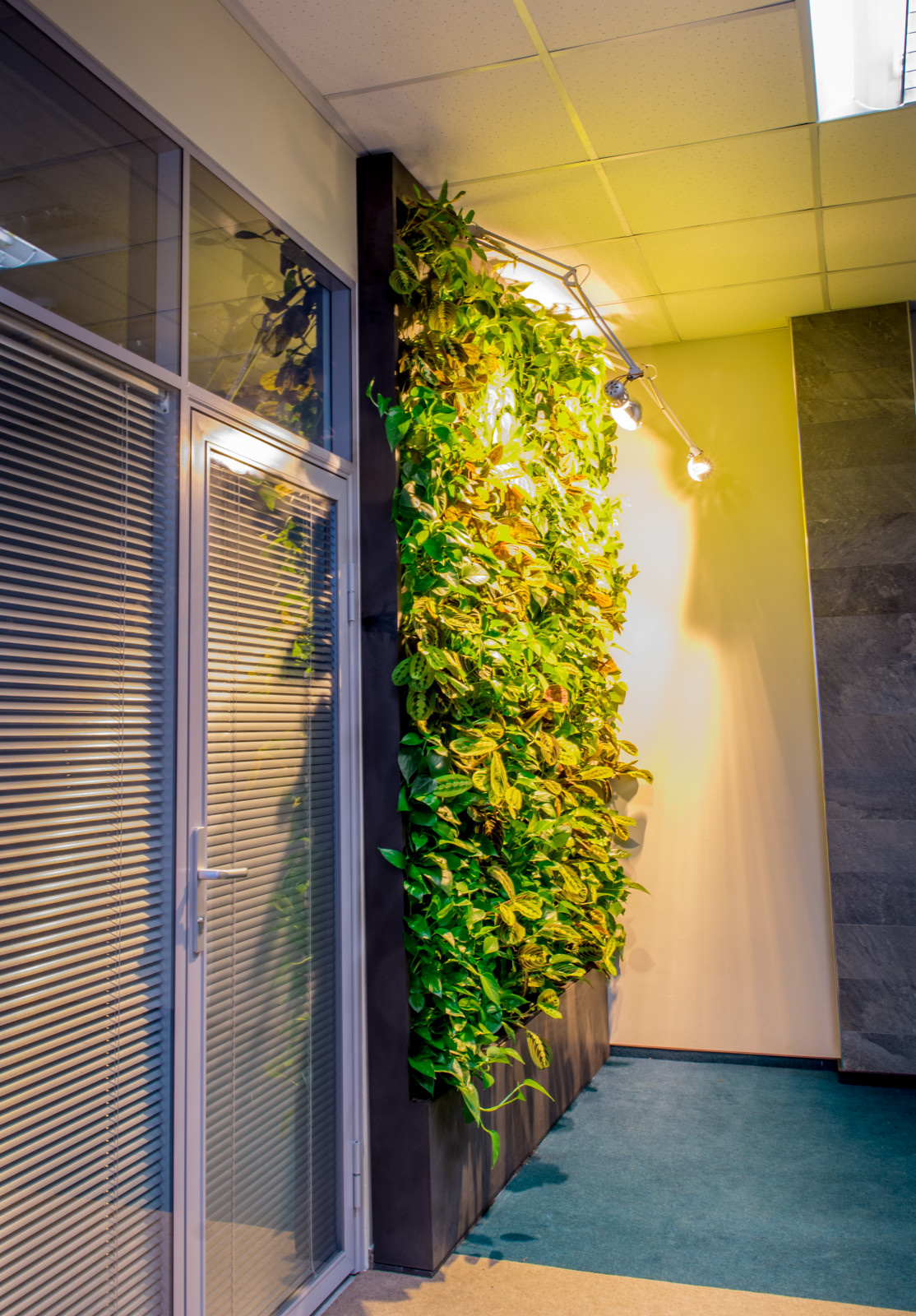 Фитостена в холле