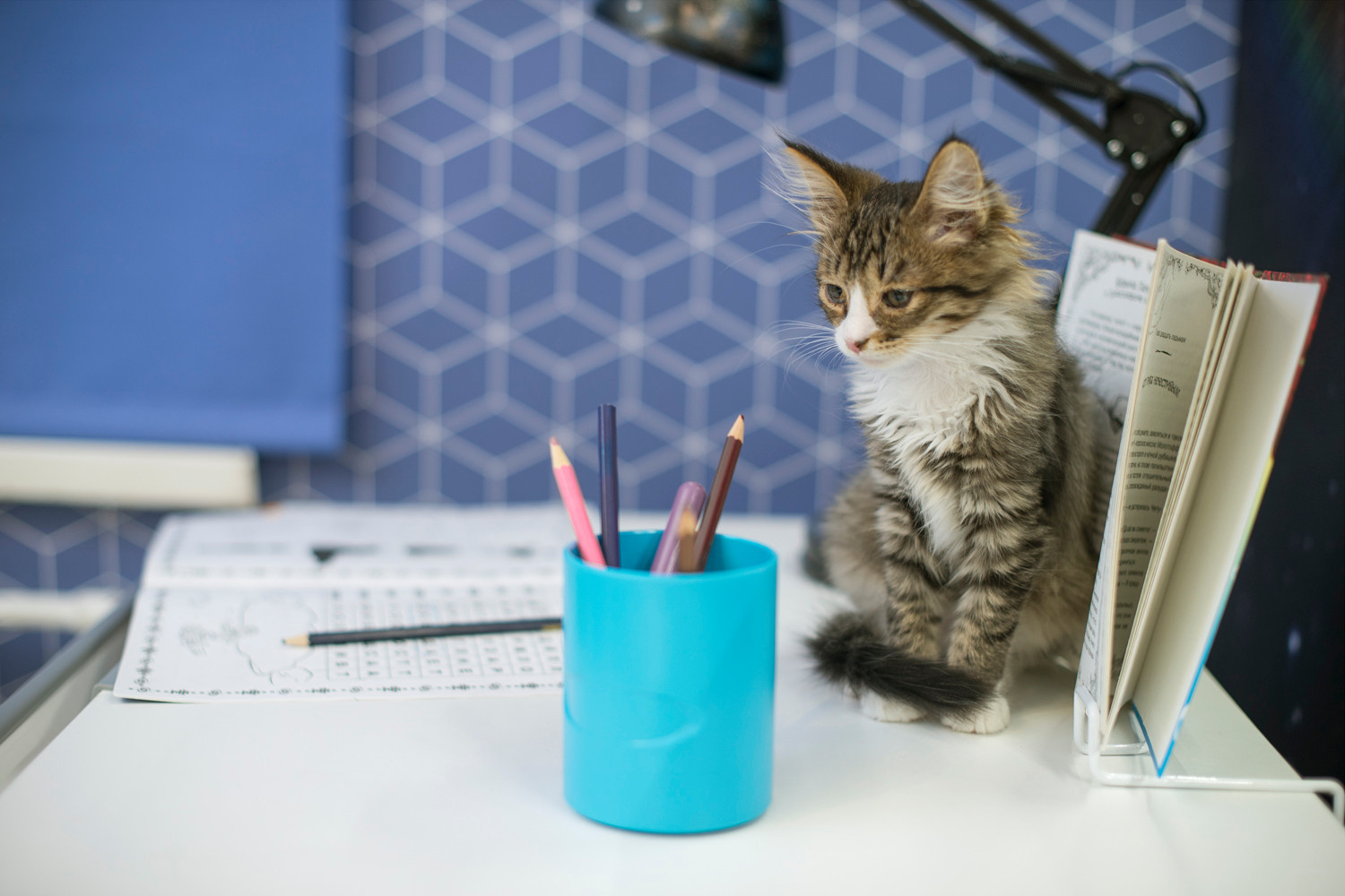 Кот в доме: Что делать, если начались проблемы