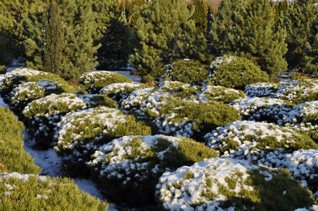 Обложка альбома: Ландшафт