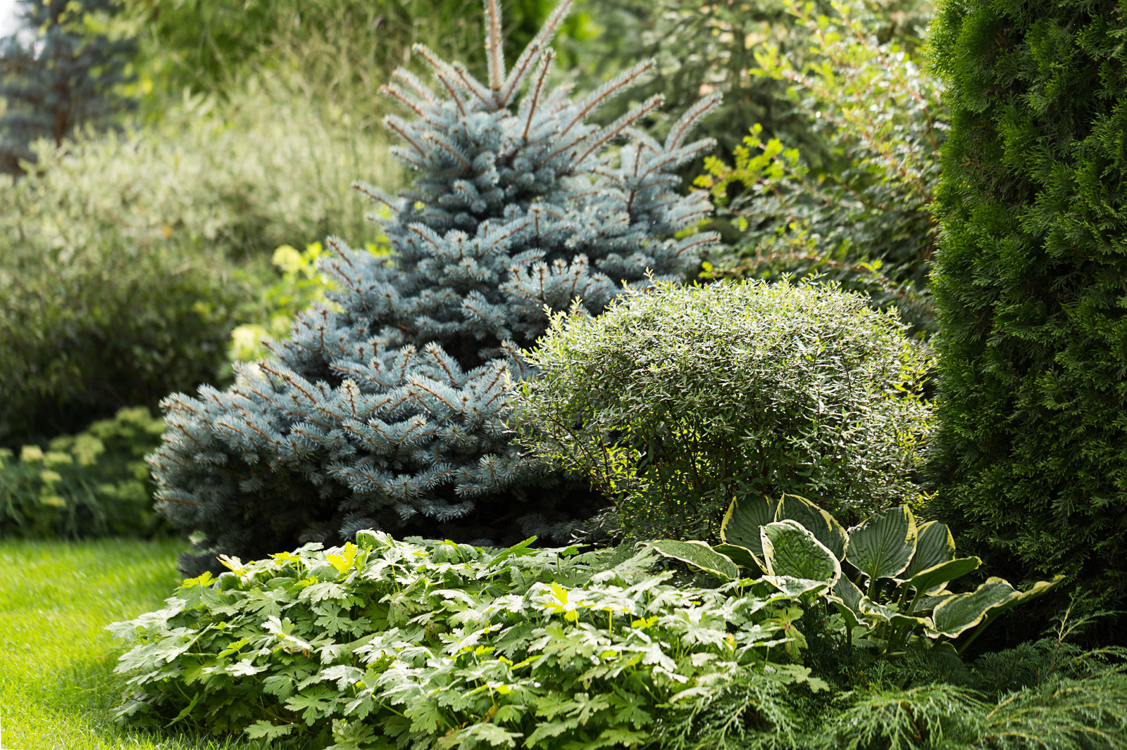 Фотосъёмка сада (к/п Светлогорье)