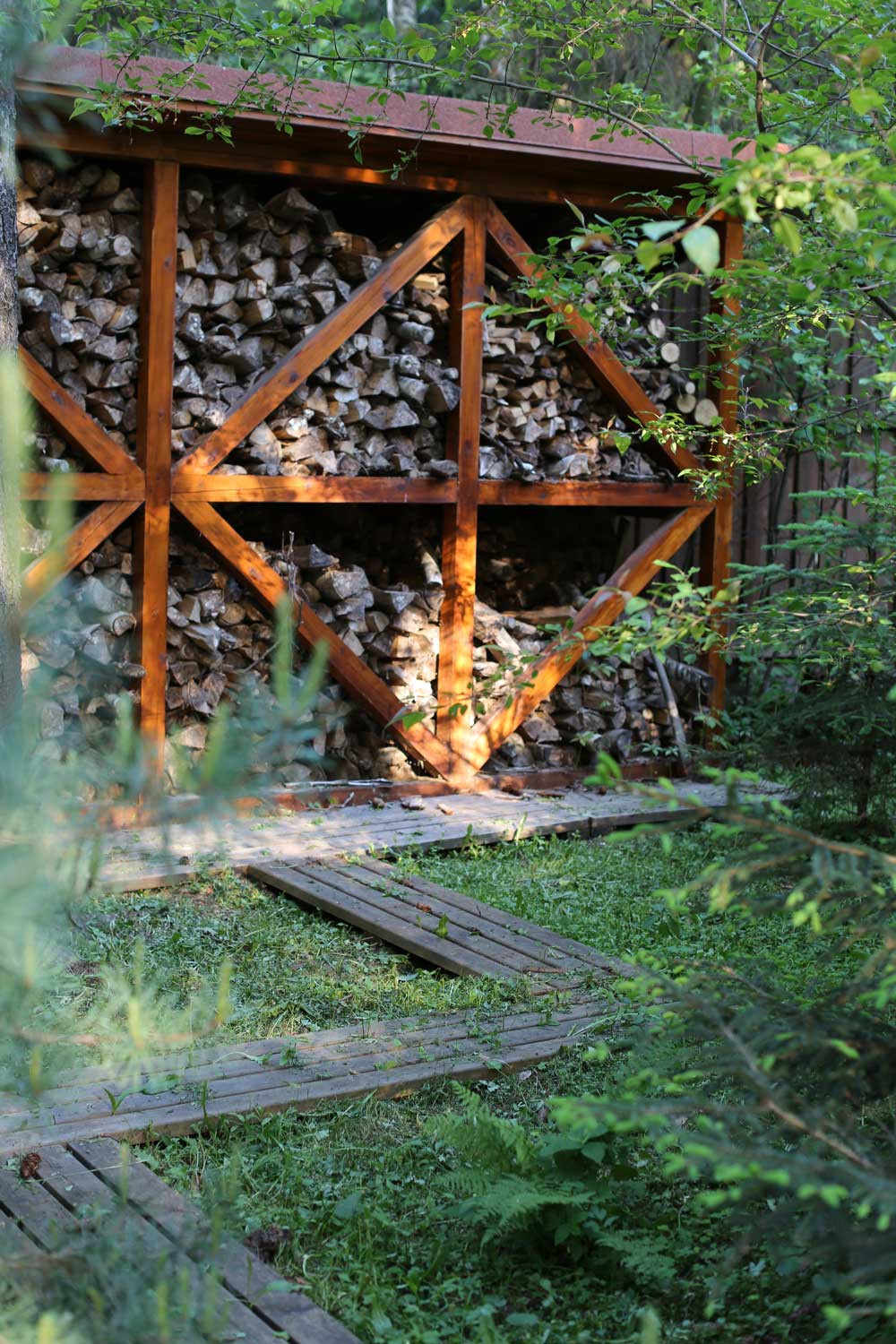 В гостях у леса