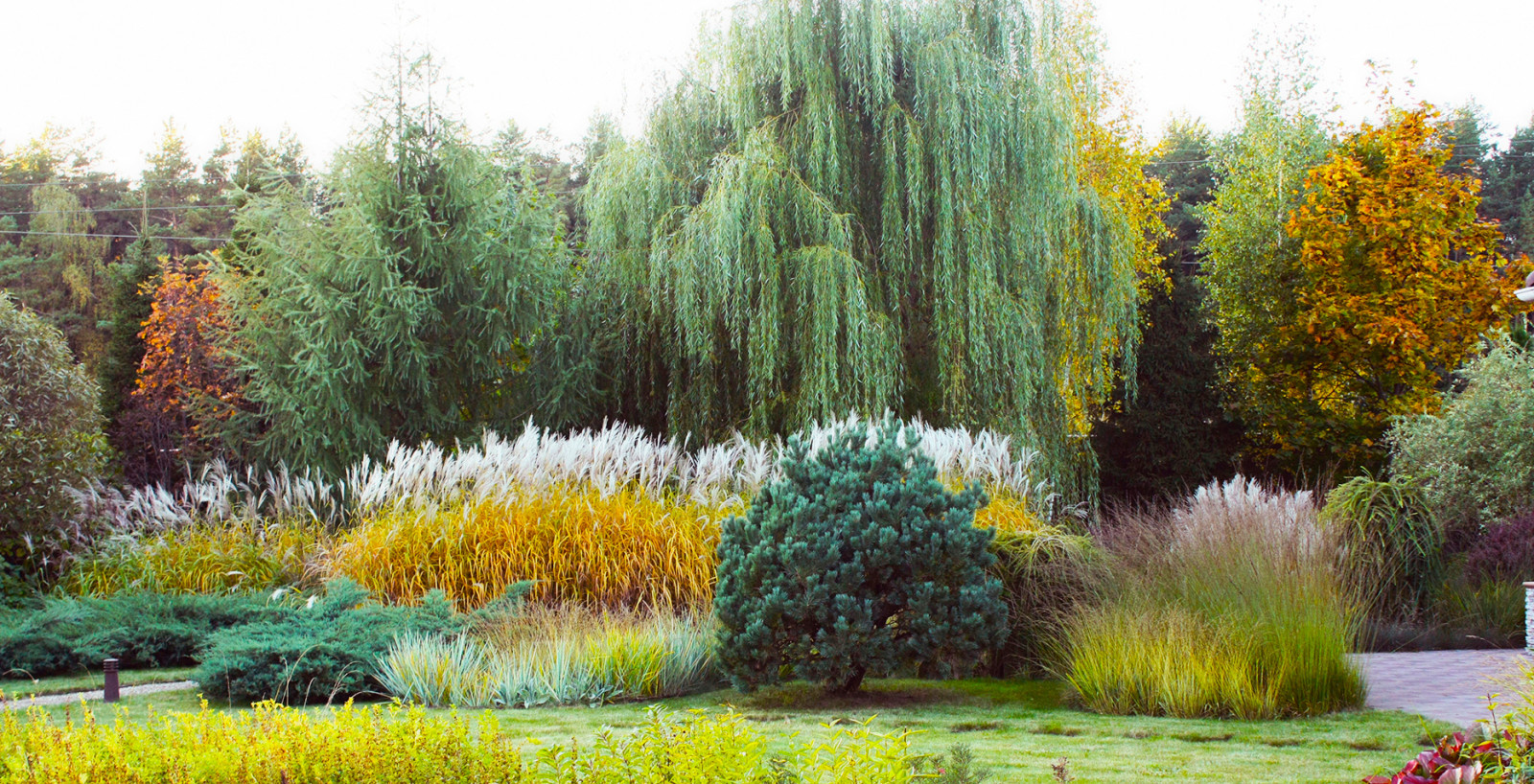 Сад трав в ландшафтном дизайне спустя 10 лет после посадки.