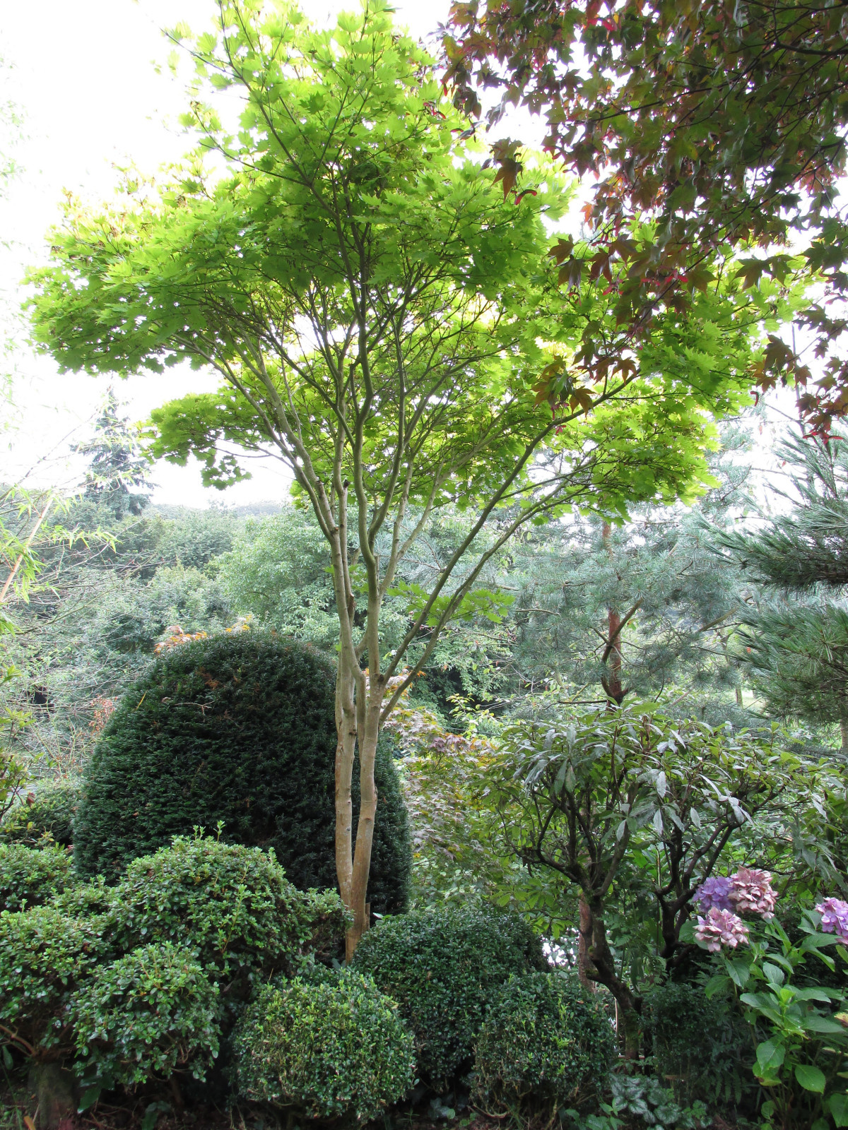 Oriental garden in Germany