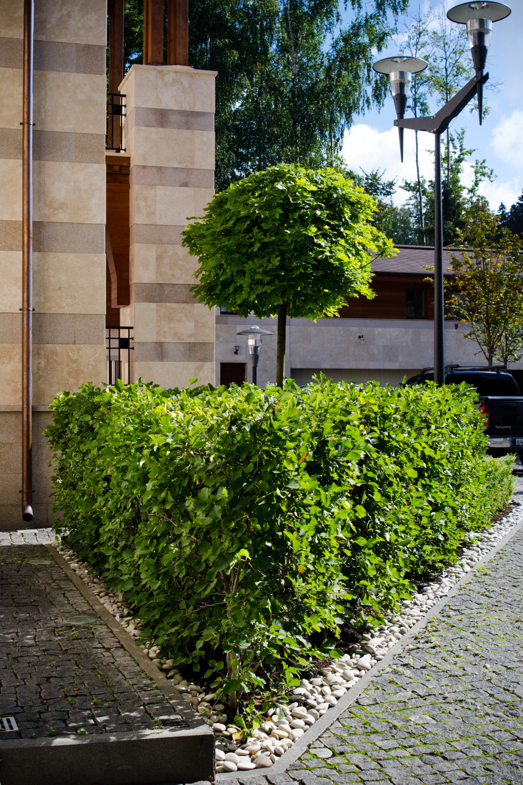 Глянцевый лес