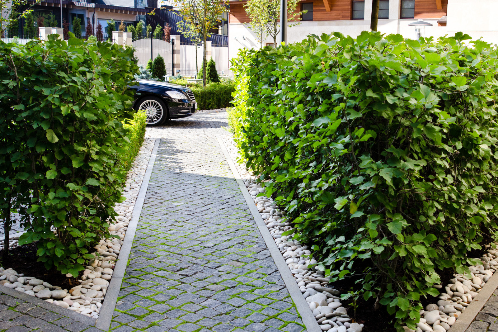 Глянцевый лес