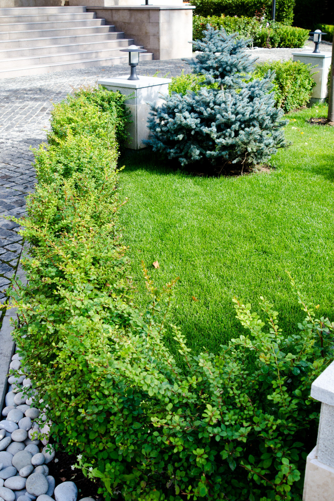 Глянцевый лес