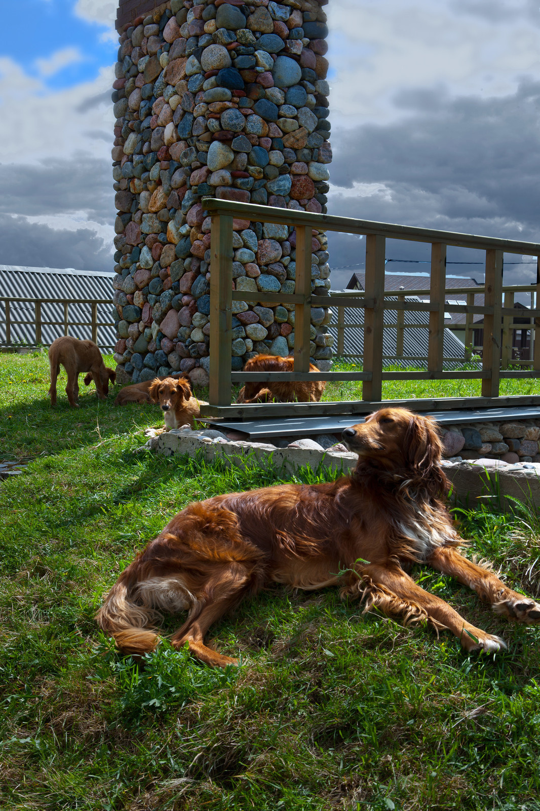 Обложка альбома: Собачьи каникулы на даче без стресса для хозяев — возможно ли это