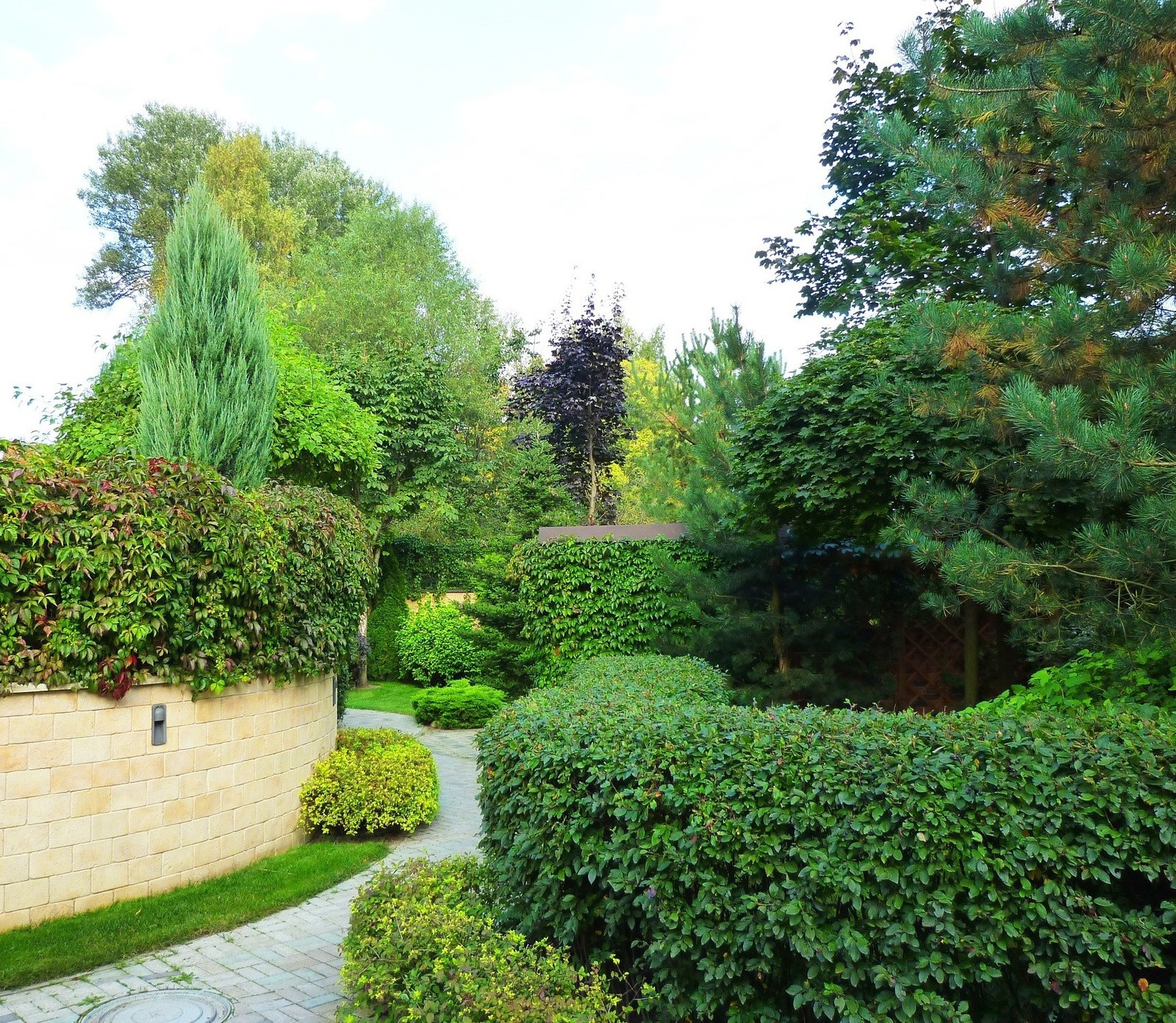 В закладки: Топ-10 растений для формованных изгородей