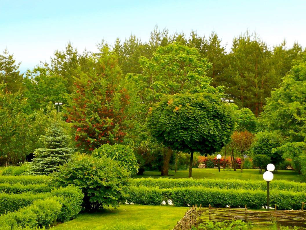 Обложка проекта: Игра на контрасте в ландшафтном проекте сада