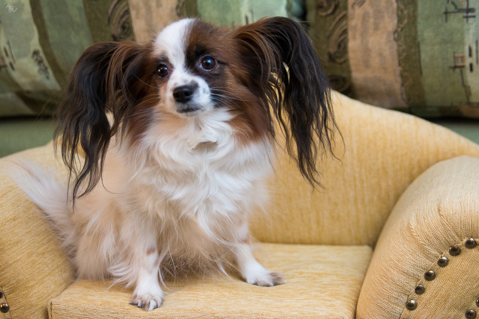 Дизайнерская мягкая мебель/Stolovi