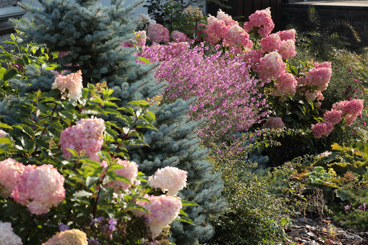 Хвойный миксбордер