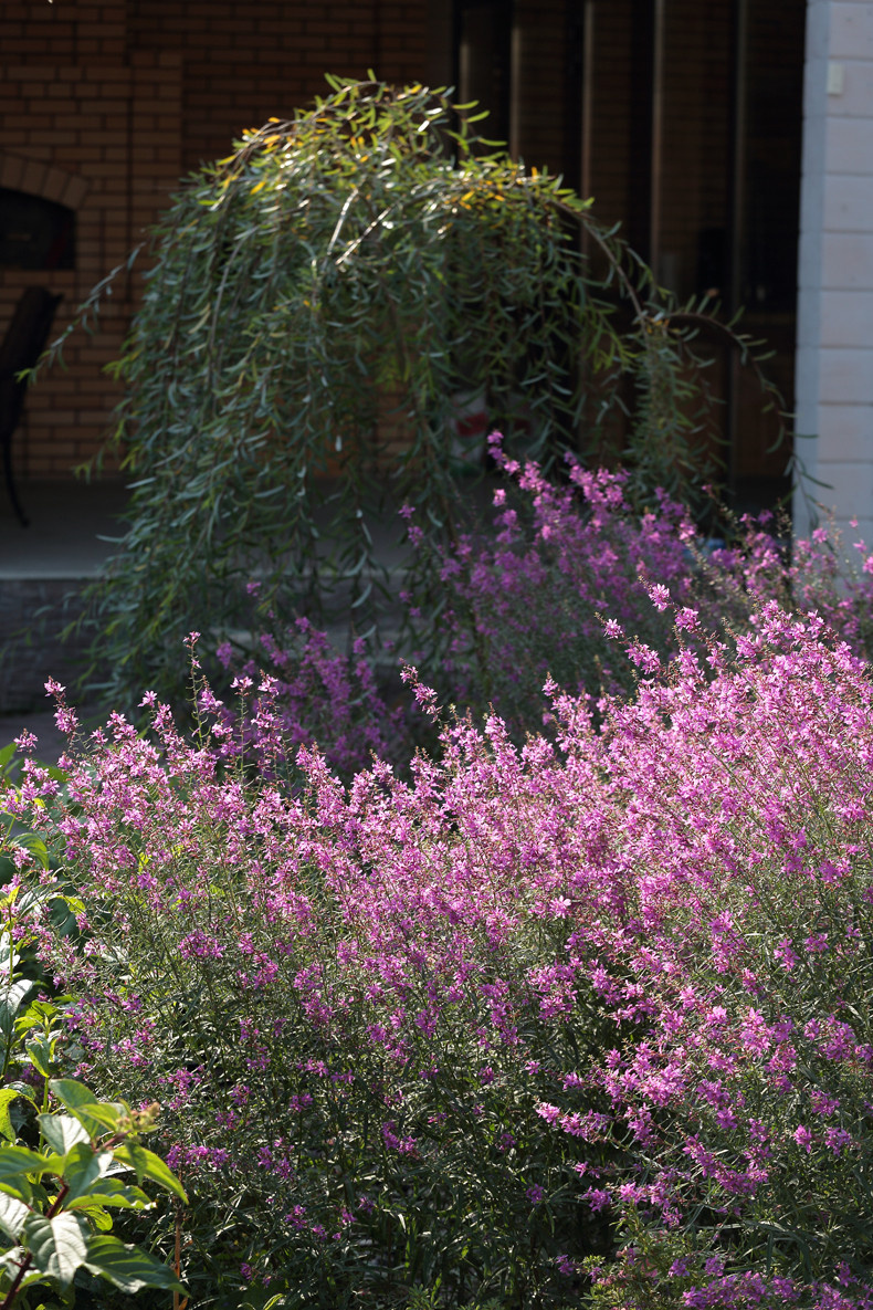 Хвойный миксбордер