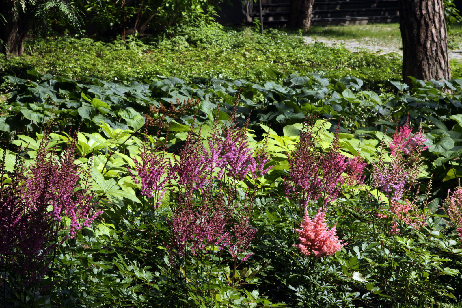 Покров из тенелюбивых многолетников