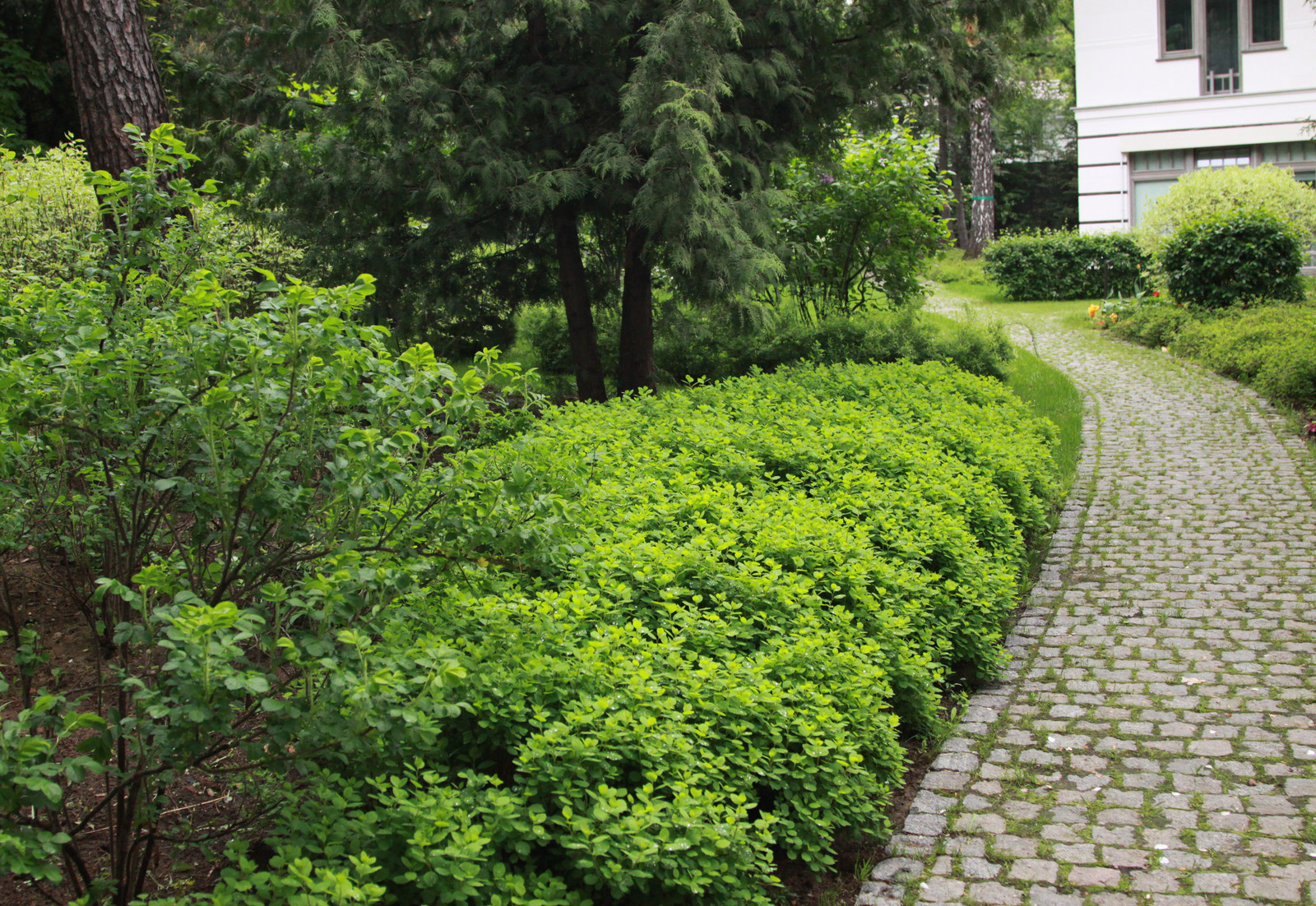 Сад в Серебрянном Бору