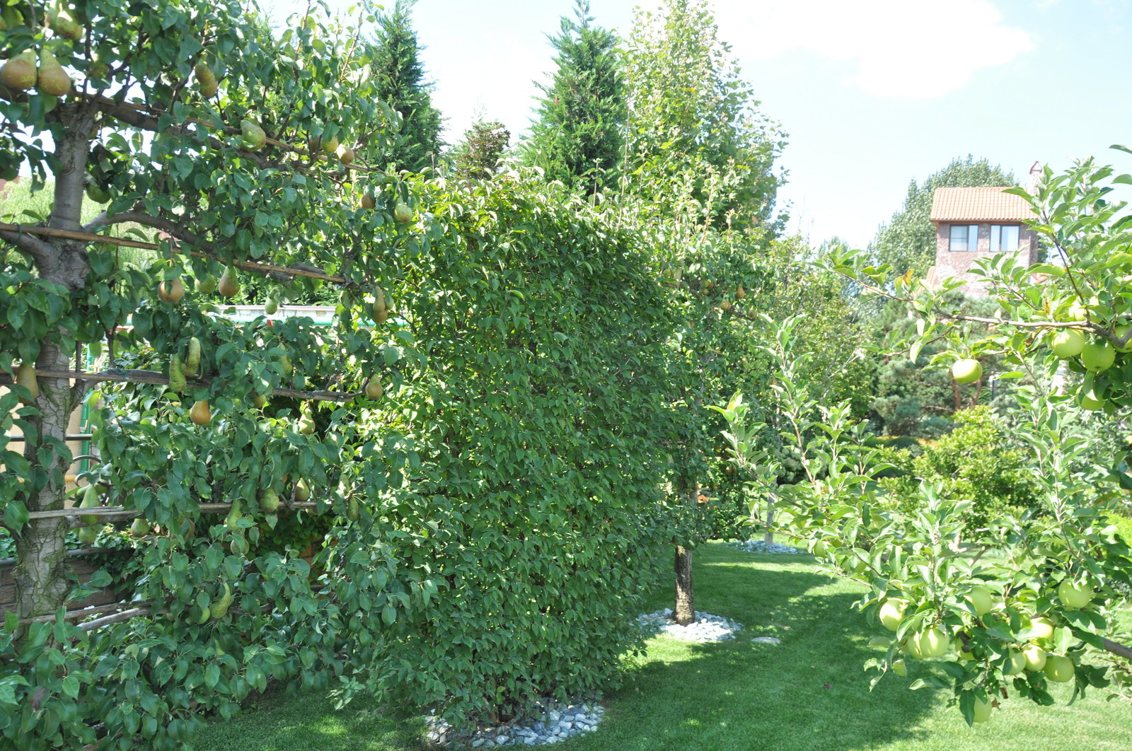 Classic Italian garden. / Классический итальянский сад.