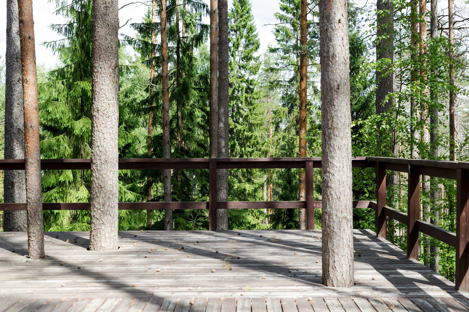 Стеклянный дом в лесу