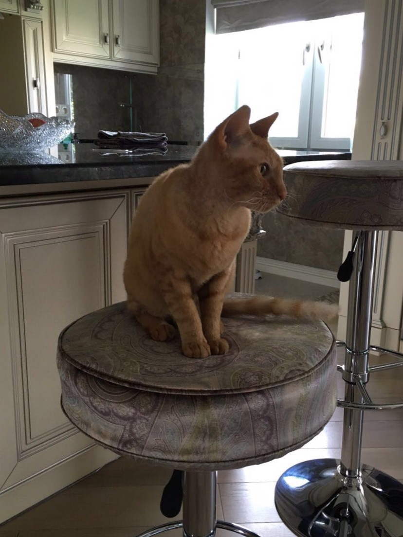 FOR HOME Студия штор | Москва