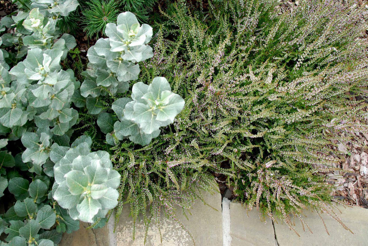 Фоновое изображение профиля ДриадаС