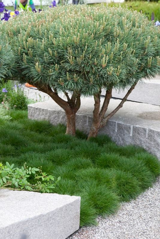 Ландшафтный дизайн