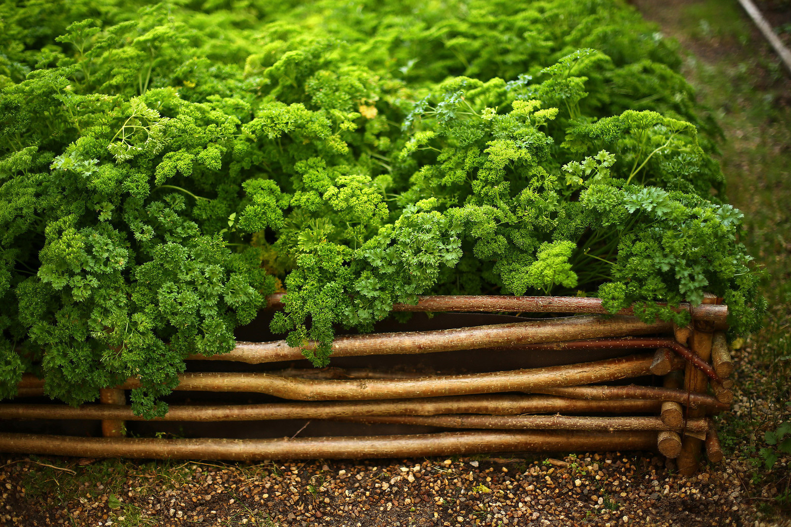 Усадьба Ореховно, Псковская область